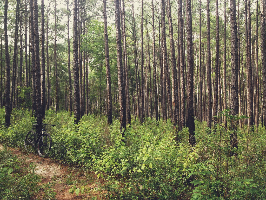 RV Depot - Sam Houston National Forest Discover 6 Free Camping in Texas